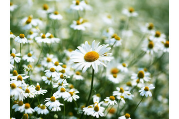 Bí quyết trị mụn cám và dưỡng da bằng hoa cúc trắng