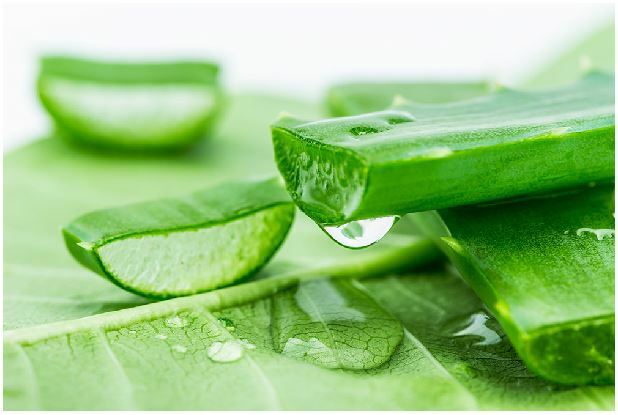 Các loại thảo dược điều trị mụn hiệu quả