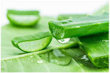 Các loại thảo dược điều trị mụn hiệu quả