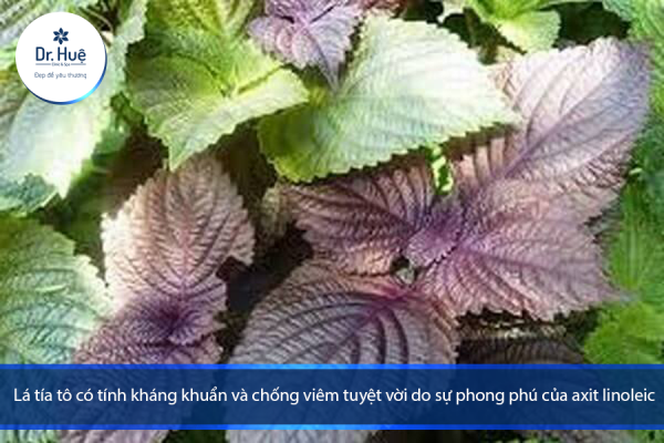 [Giải Đáp] Trị mụn bằng lá tía tô có tốt không