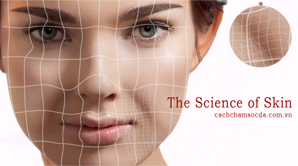 Kiến thức chăm sóc da - Khoa học làn da (kỳ 1): Không chỉ có 4 loại da - Điều trị mụn Dr Huệ - Hình 2