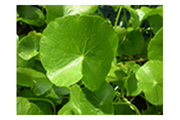 Những phương pháp tự nhiên có giúp khỏi hẳn sẹo rỗ không?